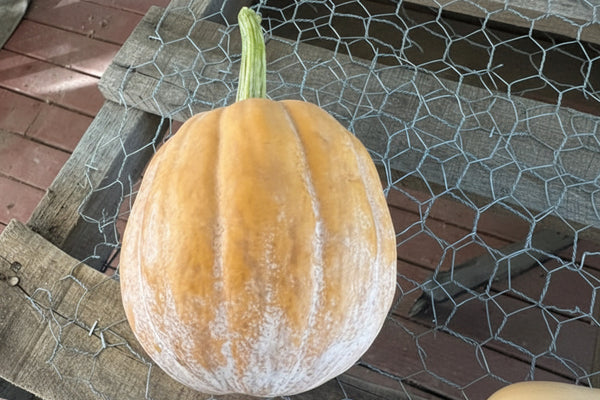 Autumn Frost F1 pumpkin seeds packet from Kansas