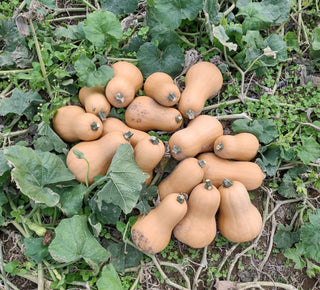 Baker's Branch butternut squash, whole tan-skinned fruit resting on the vines after harvest