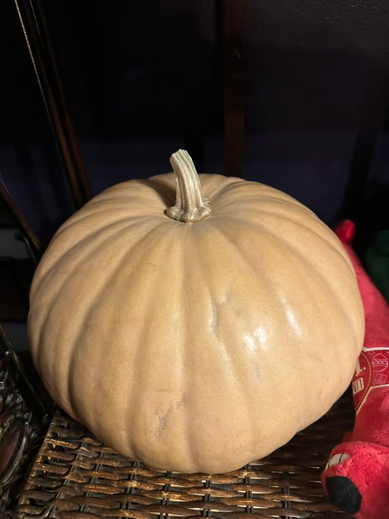 Long Island Cheese heirloom pumpkin seeds Kansas - seed packet front view