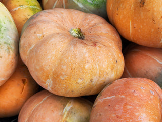 Magdalena Big Cheese squash, flattened and salmon-orange, resting on a pile of harvested squash