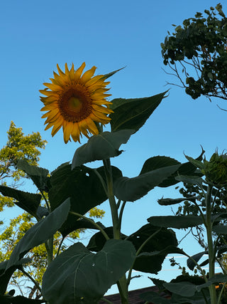 Prairie Sunflower Collection - sunflower field - Kansas heirloom sunflower collection