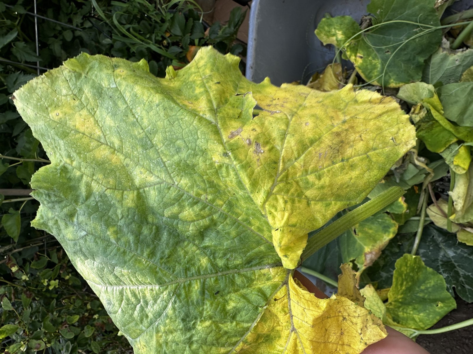Why Pumpkin Leaves Turn Yellow (and White Dust) | Kansas