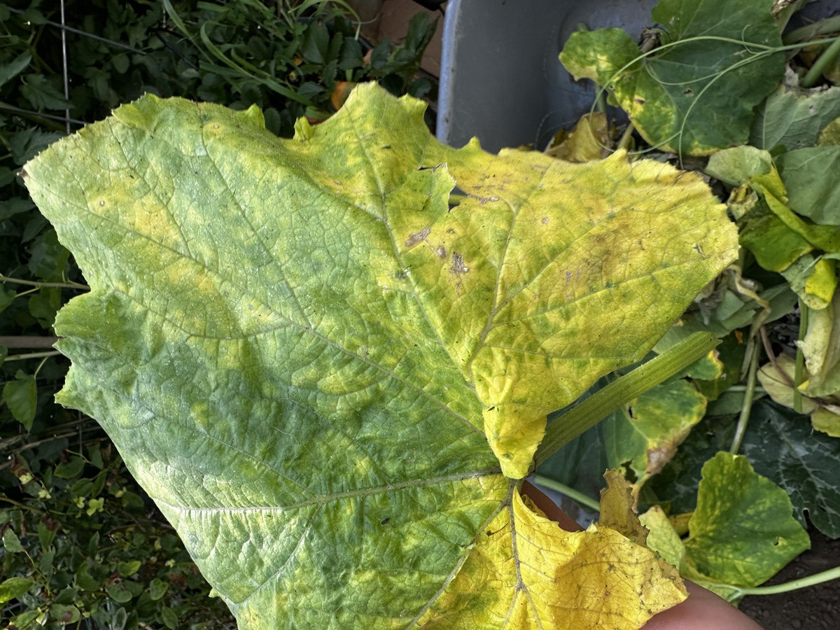Pumpkin leaf turning yellow between the veins in a Kansas garden