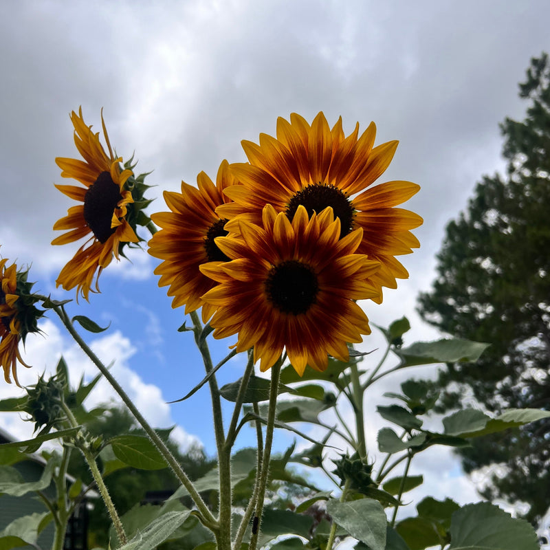 Autumn Beauty sunflower seeds - mixed color heirloom blooms - open pollinated annual