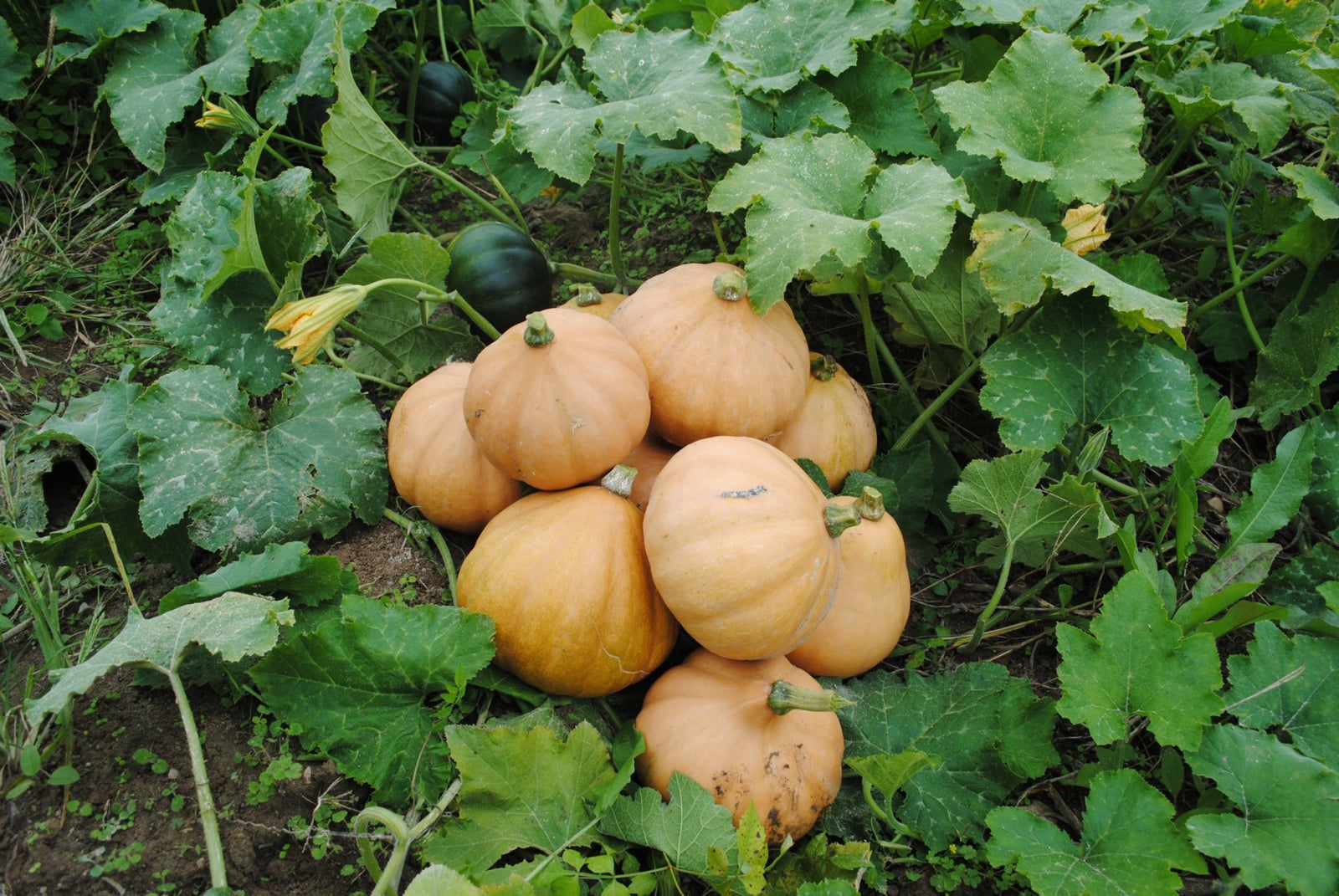 Prairie Starter Kit with heirloom pumpkin seeds and prairie coffee from Autumn Prairie Pumpkins