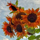 Autumn Beauty sunflower seeds - vibrant multicolor petals - heirloom sunflower variety