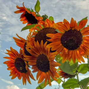 Autumn Beauty sunflower seeds - vibrant multicolor petals - heirloom sunflower variety