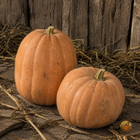 Close view of Upper Ground Sweet Potato squash against barn boards - tan skinned moschata heirloom