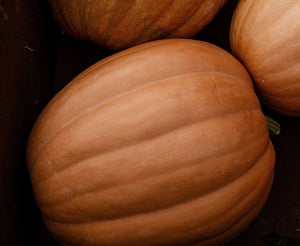 Autumn Prairie Pumpkins vine borer resistant seed and coffee bundle - Newton Kansas