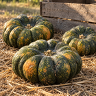 Yuxi Jiang Bing Gua squash - three harvested fruit on straw beside a wooden crate - Chinese heirloom moschata