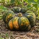 Yuxi Jiang Bing Gua squash - mature fruit on the ground under the vine leaves - Chinese heirloom moschata