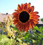 Autumn Beauty sunflower seeds - close-up seed packet detail - open pollinated sunflower
