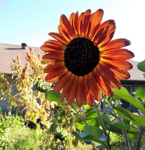 Autumn Beauty sunflower seeds - close-up seed packet detail - open pollinated sunflower