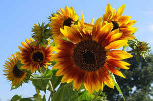 Autumn Beauty sunflower seeds - field display multicolor - heirloom sunflower collection