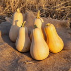 Sucrine du Berry squash harvest - tan butternut-type French heirloom squash