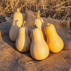 Sucrine du Berry squash harvest - tan butternut-type French heirloom squash