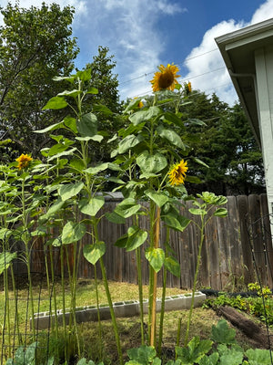 Honeynut squash mini butternut variety growing on vine
