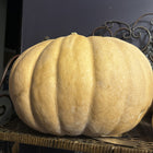 Mrs. Amerson's pumpkin - cured tan ribbed fruit - Southern heirloom pie pumpkin