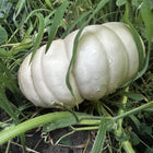 Mrs. Amerson's pumpkin - immature fruit on the vine - Southern heirloom moschata