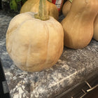 Mrs. Amerson's pumpkin - harvest with butternut squash - Southern heirloom pie pumpkin