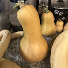 Xiye butternut squash - harvest group - heat tolerant storage variety