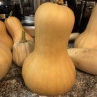 Xiye butternut squash - single cured fruit - heat tolerant open-pollinated butternut