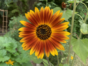 Spring Garden Starter kit with sunflower squash seeds and coffee from Autumn Prairie Pumpkins