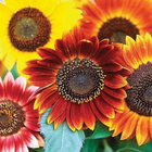 Autumn Beauty sunflowers in full bloom, mixed rust, gold and bronze petals around dark seed heads