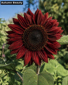 Autumn Beauty sunflower - deep burgundy red open-pollinated variety
