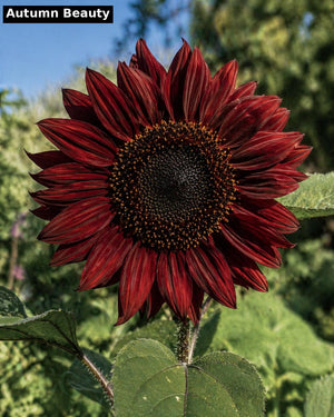 Autumn Beauty sunflower - deep burgundy red heirloom variety