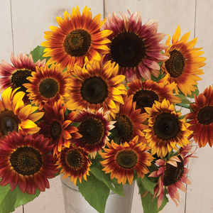 Autumn Beauty sunflower seeds - growing in Kansas garden - annual sunflower variety
