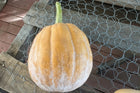 Autumn Frost F1 pumpkin with buff-orange ribs and its signature silvery frost bloom, resting against weathered wood and chicken wire