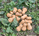 Baker's Branch butternut squash, whole tan-skinned fruit resting on the vines after harvest
