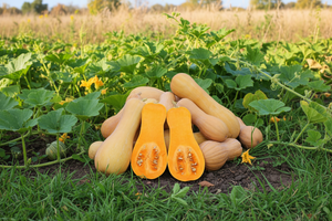 Xiye Butternut - heirloom seeds from Autumn Prairie Pumpkins