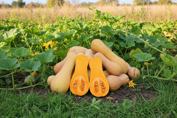 Xiye Butternut - open-pollinated seeds from Autumn Prairie Pumpkins
