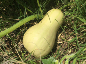 Waltham Butternut Squash cross section showing flesh and seeds