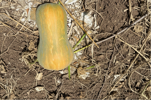 Jamaican Tropical pumpkin calabaza with mottled green and orange skin