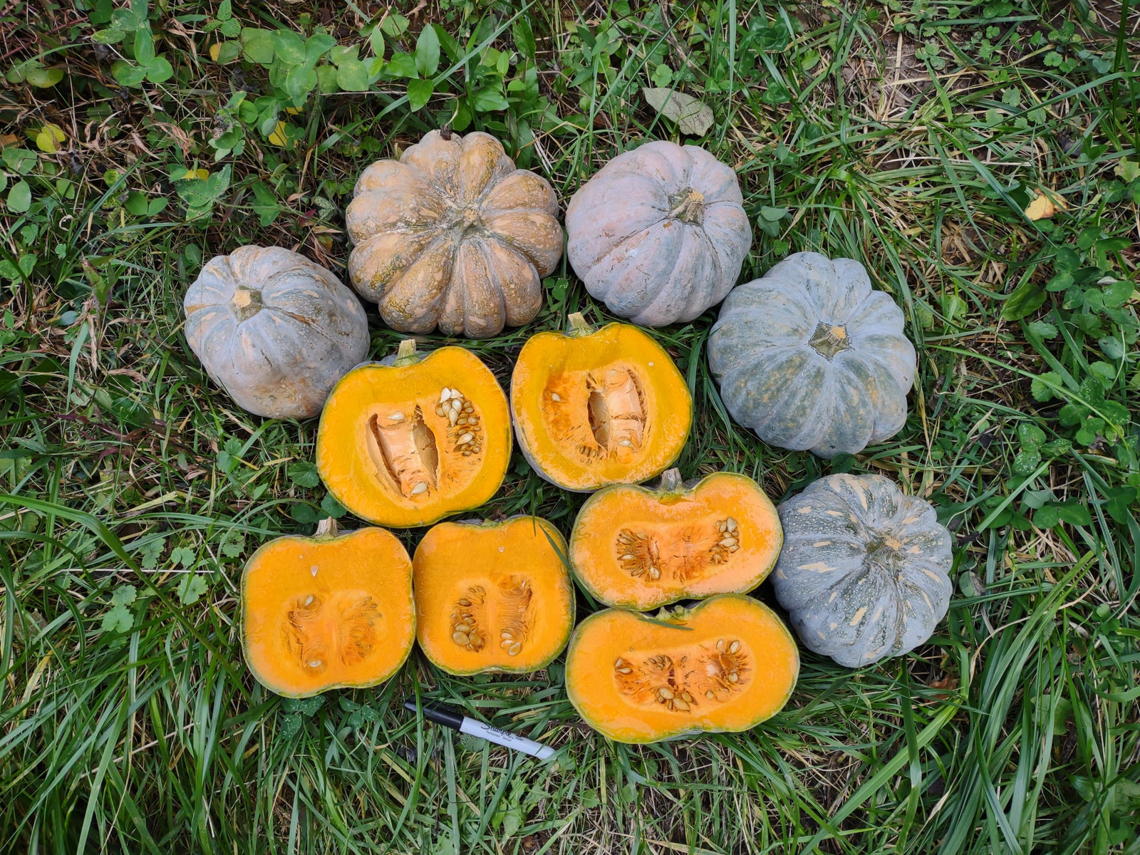 Chinese Tropical Pumpkin seeds - heirloom heat tolerant - Cucurbita moschata variety