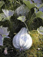 Pale blue-green teardrop Cushaw fruit sitting in grass beneath the vine's silvery leaves