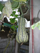 Green-striped Cushaw hanging from an overhead vine, long pear-shaped neck and mottled skin