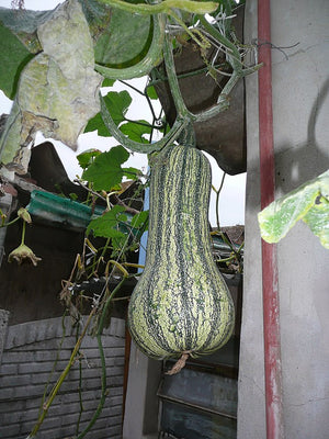 Green-Striped Cushaw pumpkin heirloom variety from Kansas
