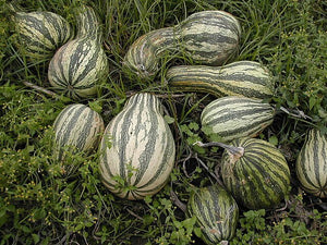Green-Striped Cushaw pumpkins mature fruits with green and white stripes