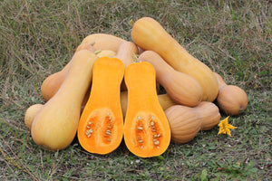 Waltham Butternut Squash - heirloom seeds from Autumn Prairie Pumpkins