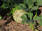 Green-striped Cushaw fruit resting on mulch under broad squash leaves in the patch