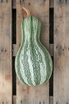Cushaw Green-Striped squash, whole cream and green striped fruit with a curved neck on weathered wood