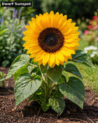 Dwarf Sunspot sunflower - short compact large head variety
