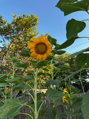 Sunflower and squash companion planting in Kansas Zone 6b