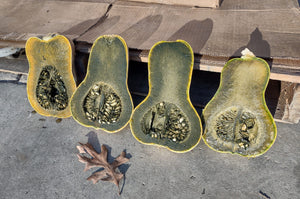 Guatemalan Green Ayote squash showing sweet orange flesh inside