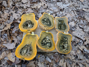 Guatemalan Green Ayote tropical squash with dark green skin