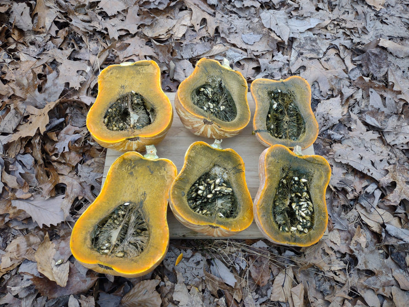 Guatemalan Green Ayote tropical squash with dark green skin